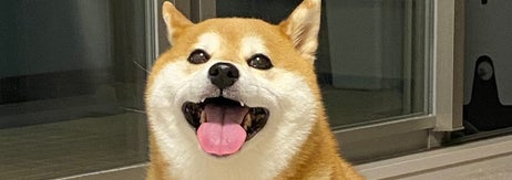 柴犬のひるねちゃん / 飼い主さんのX（@ohirune190303）より